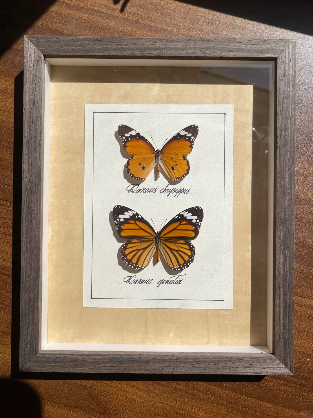 在家肝蝴蝶标本