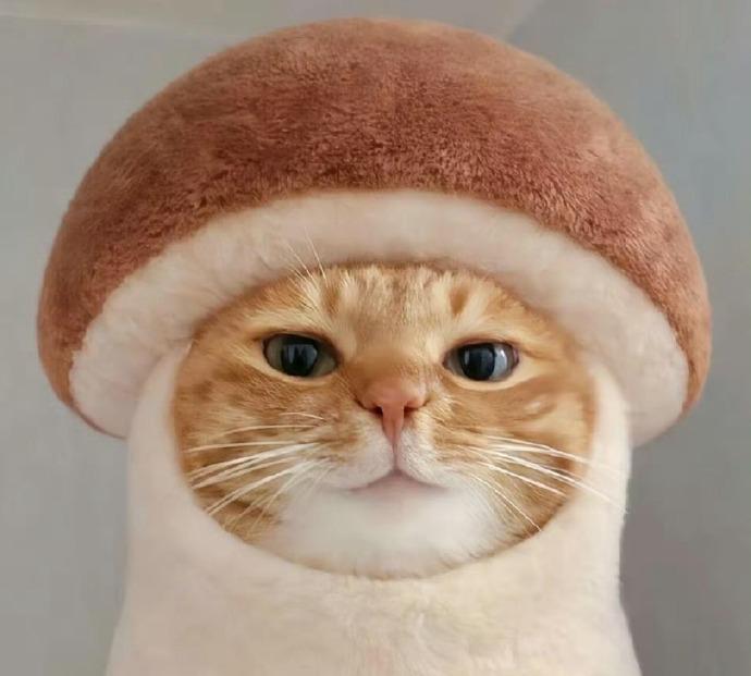 马德，到底是哪个天才发明的早八啊？今早起得困懵了，脑袋完全转不动。忍不住想问，当