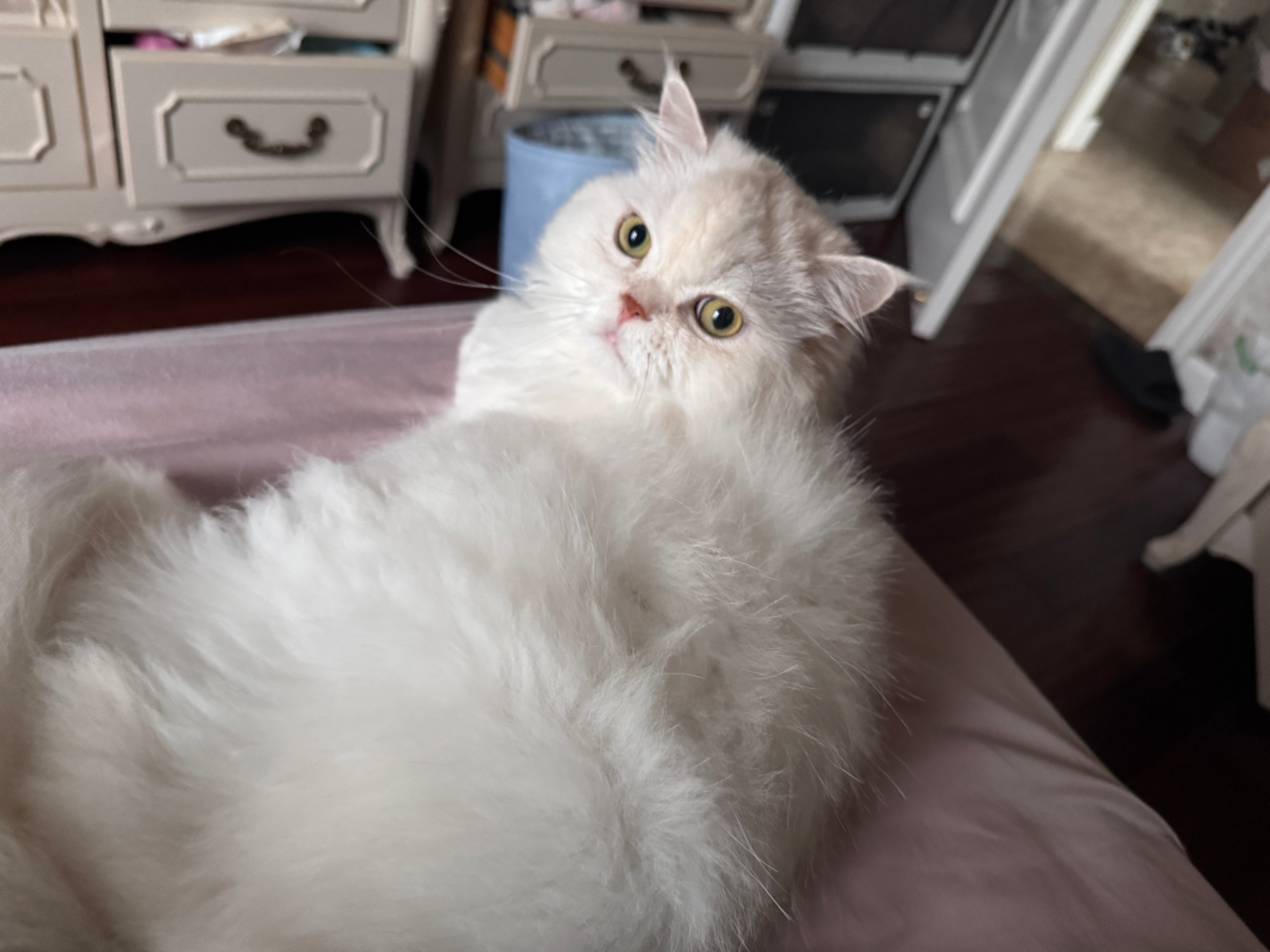 早上好啊宝宝们emo这只猫天天就躺我脚底下我有时候睡着觉会给她踹下去