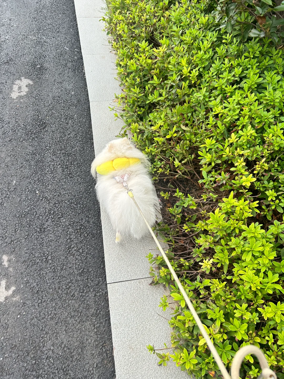 你们的小可爱回来啦