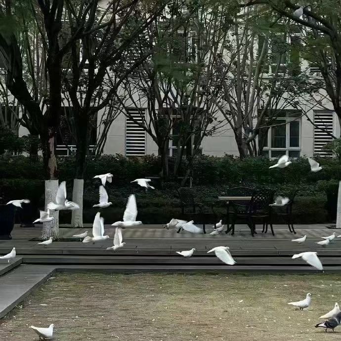 动漫头像｜动漫情头｜⟡₊˚ ༘ 天然呆๑ ｡ﾟ･ 