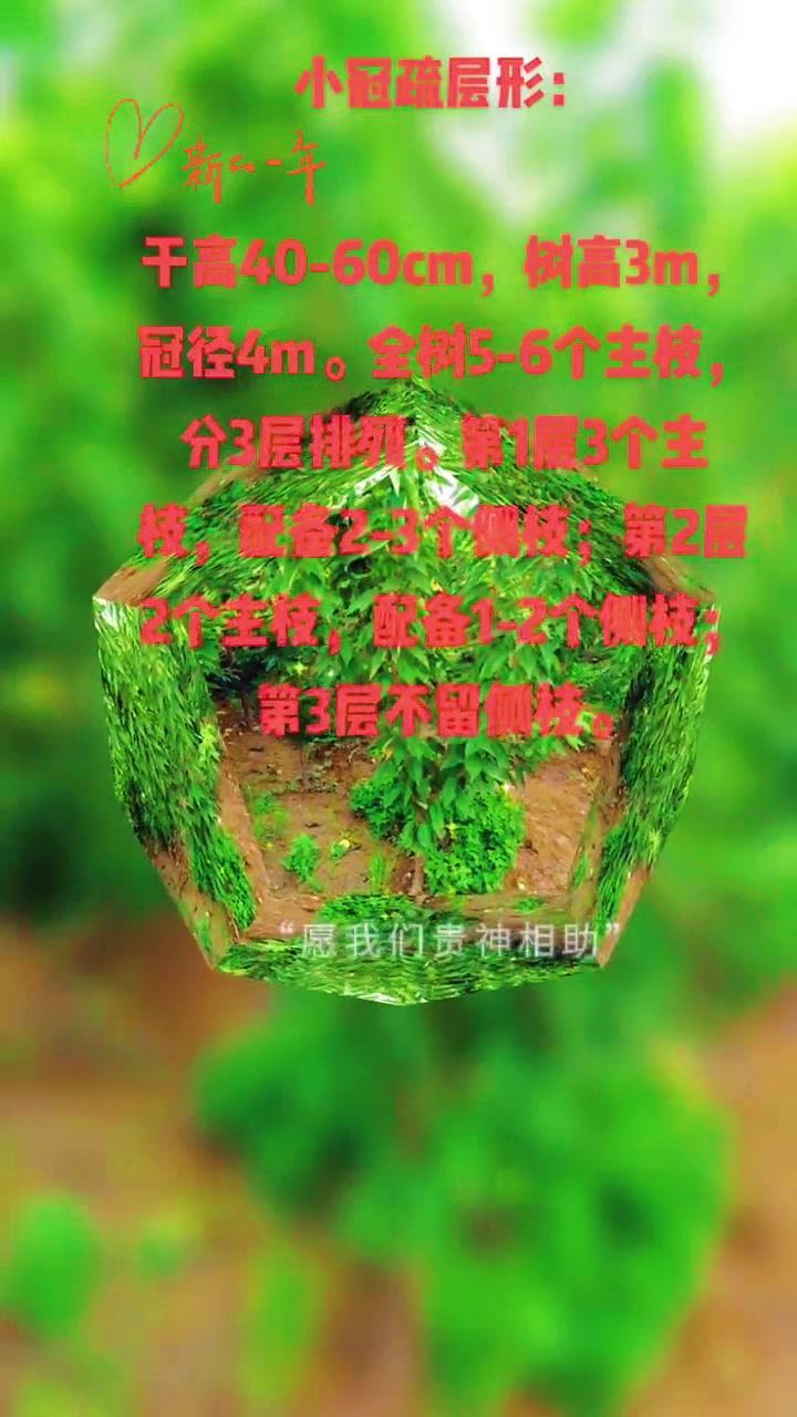 大樱桃小冠疏层形怎么培养？🍒大樱桃小冠疏层形培养要点来啦！这个树形通风透光，结