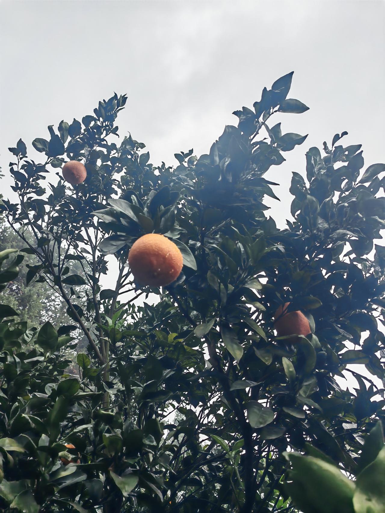 今年的水果大多都丰收了，回老家爬树摘橙子了，这样的橙子别人来收只能卖到8毛钱/斤