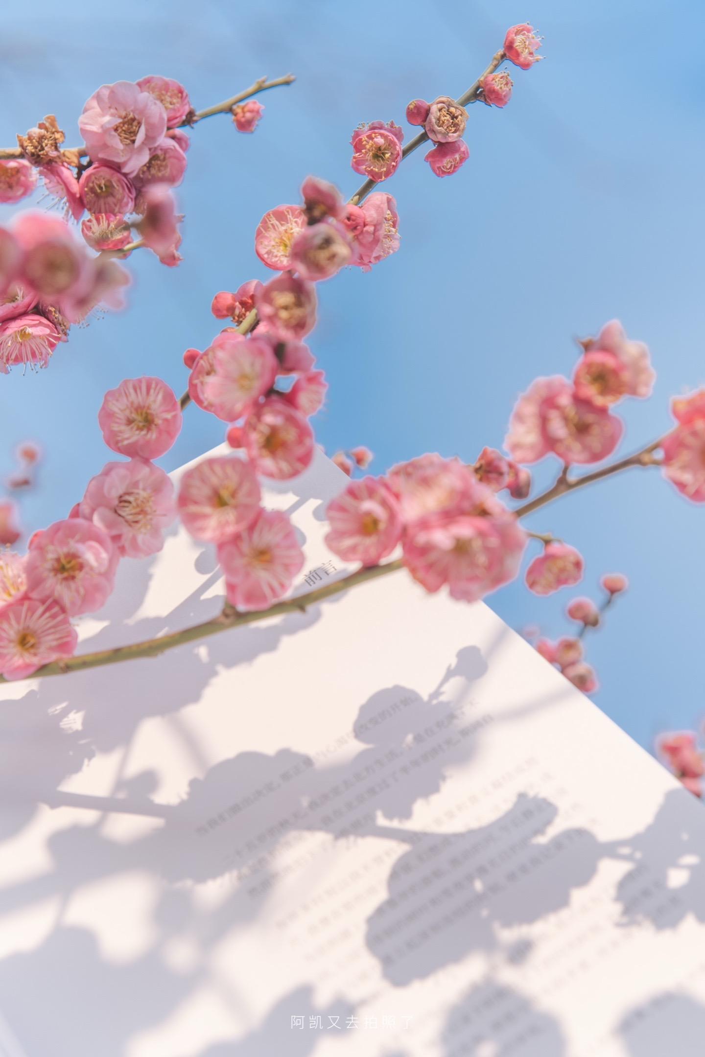 交换一张你拍的梅花！！