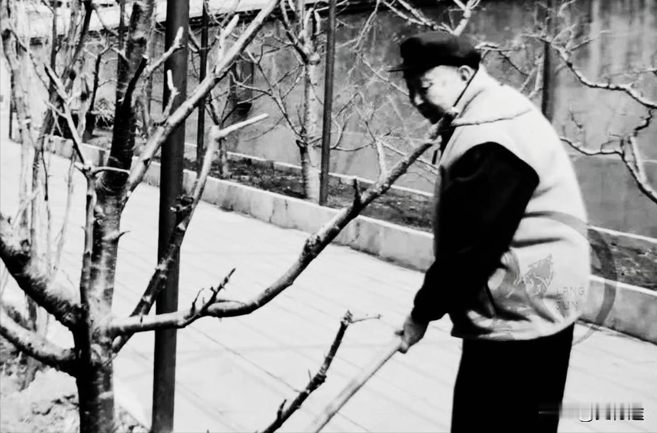 2008年，晚年的华老在院子里打理菜圃，翻土浇肥，勤耕不辍，来年有个好收成！
