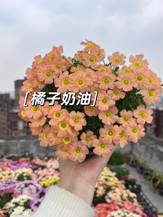 一个字：超好看！