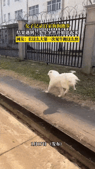 “解释不清了！”海南，一女子本想记录一下自家狗狗奔跑的视频。不料，在半路遇到了一