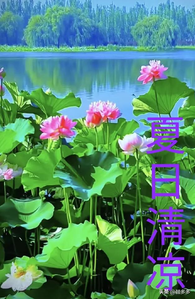 《夏日清凉》
浓荫蔽日暑气长
蝉鸣声声韵悠扬
蒲扇轻摇茶半盏
幸福时光心亦凉
[
