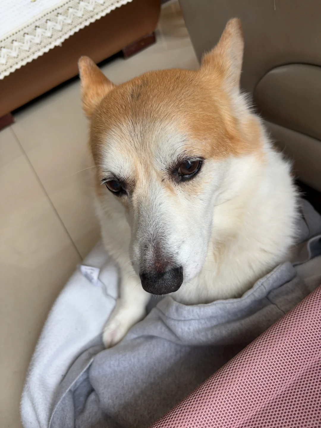 凡是掉在地上的 就会被狗宝用来做窝
