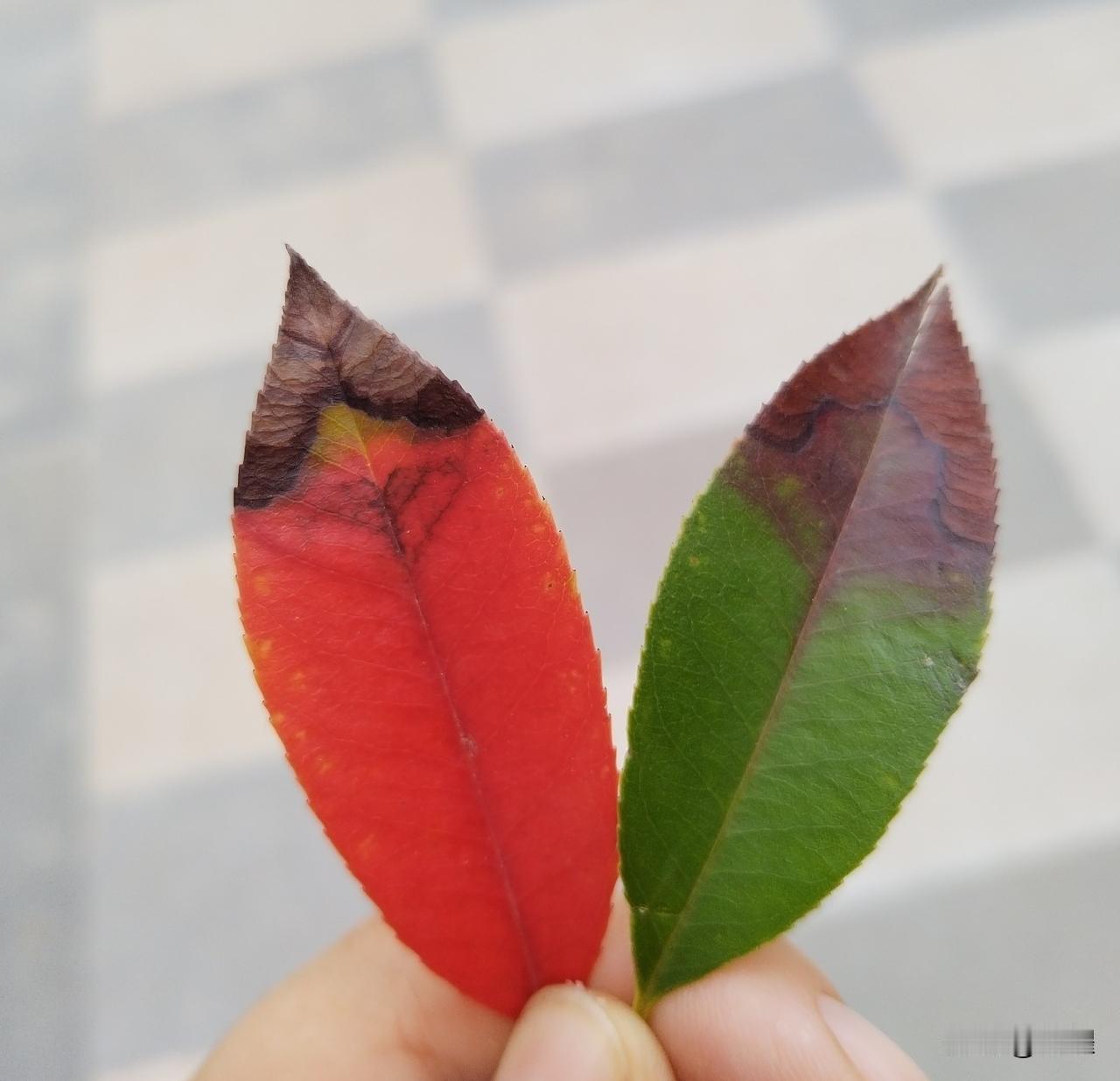 不必追赶别人的节奏，
慢慢走就好。

把期待放低，
把偏爱留给自己，
少些纠结，