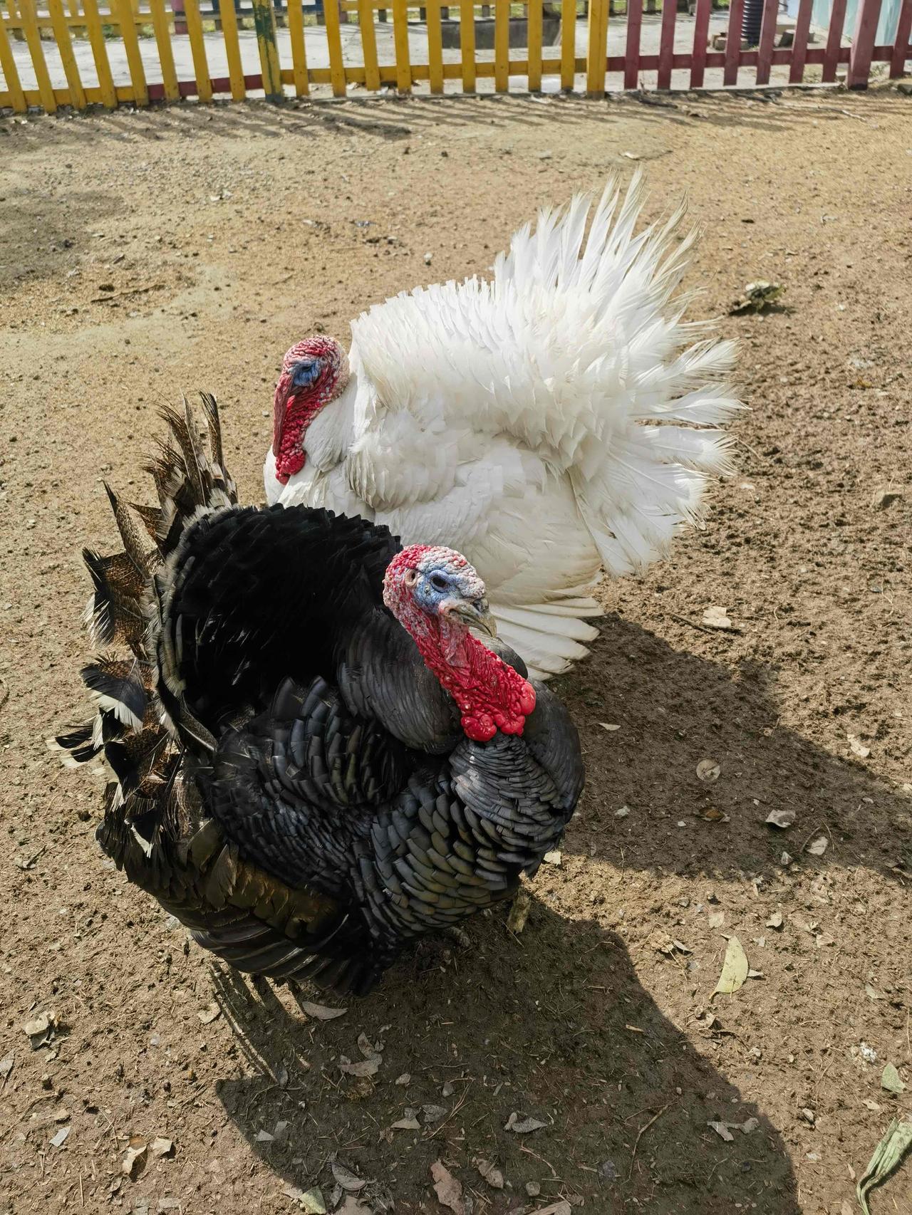 今天跟娃去公园玩，
发现这两只很独特，一开始我还不知道这是啥？后来儿子告诉我这是