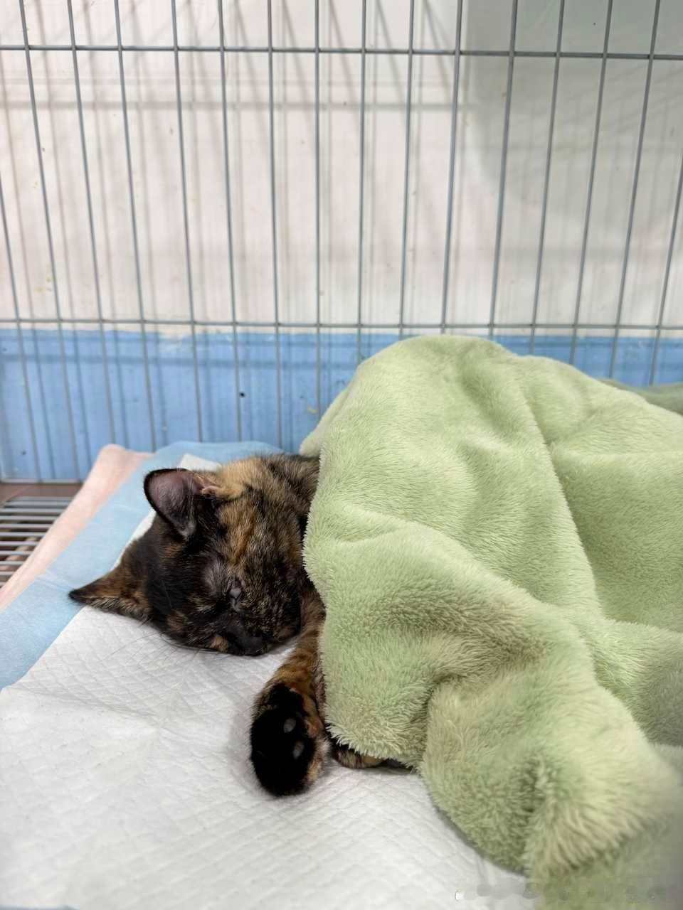 49868【丑猫】光荣绝育照 