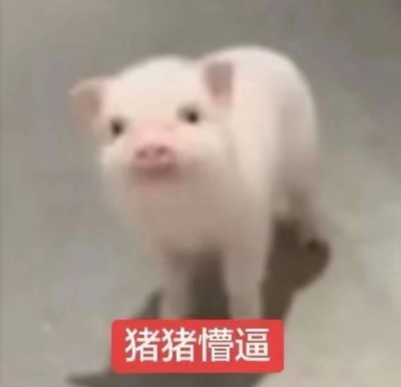 分享图片 ​​​