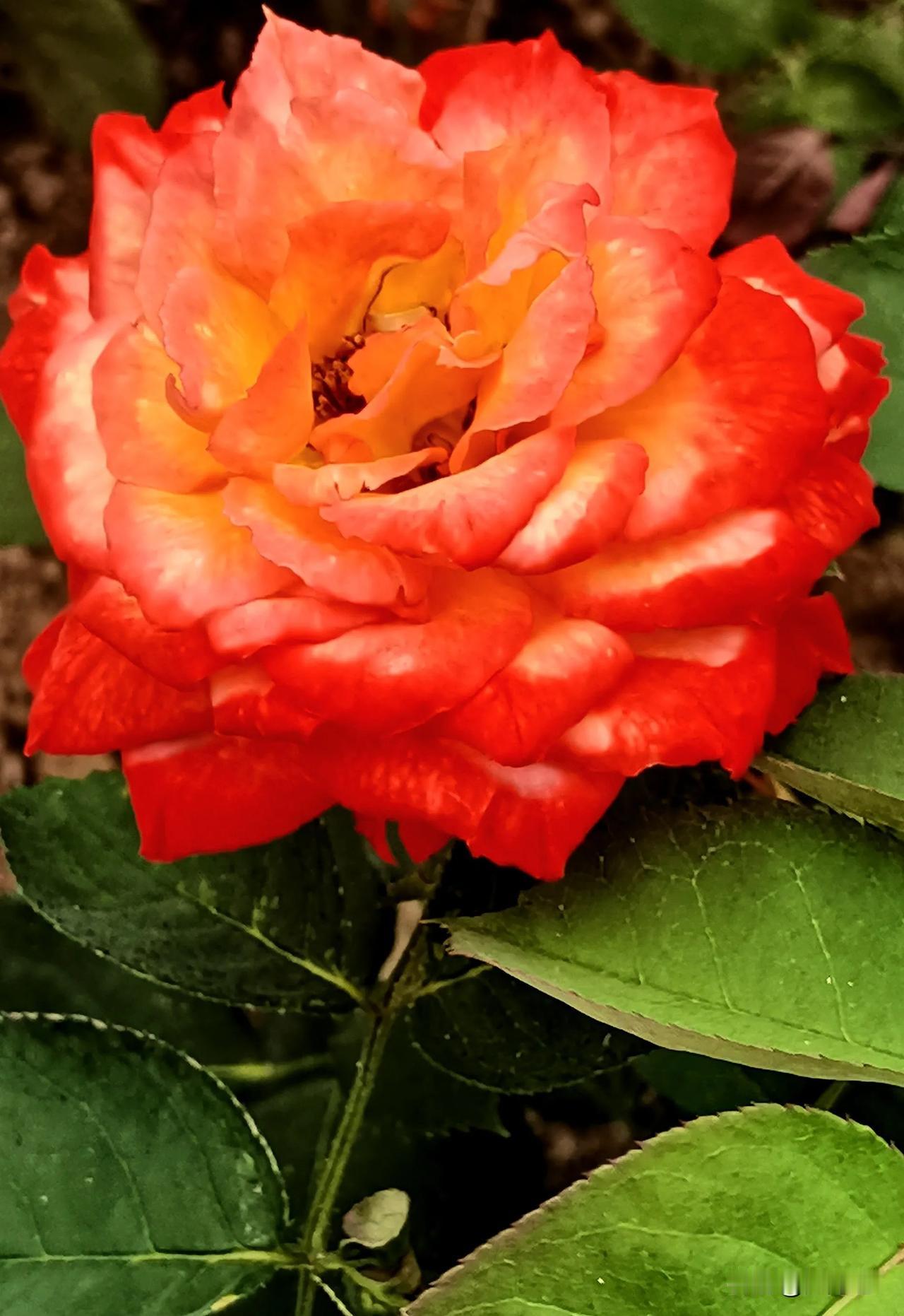 #分享一张随手拍的花#
艳丽芬芳  月季花赏析（原创）