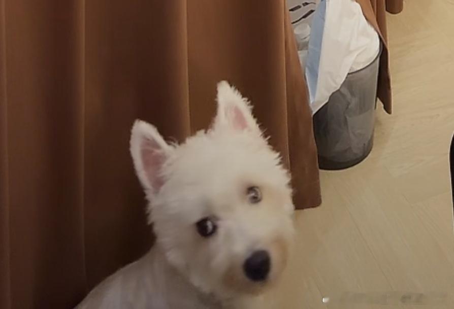 不呆心虚小狗🐶 