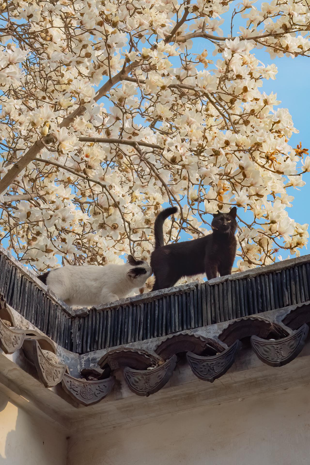 2026，你啃腚行。三月拍于苏州园林，就等今天发给大家。2026，猫猫...