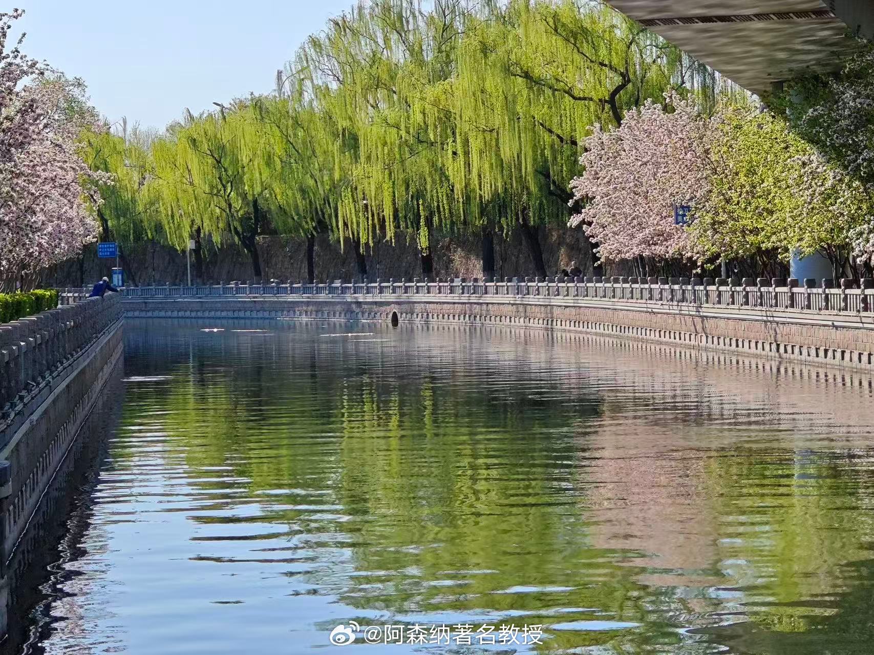 清明假期预计跨区域流动8.4亿人次 今天的护城河周边，美不胜收 北京·故宫护城河