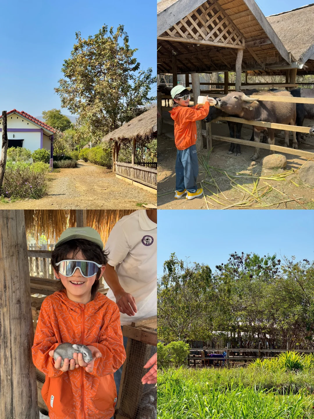 琅勃拉邦这个水牛农场也太澳大利亚了吧 🐮