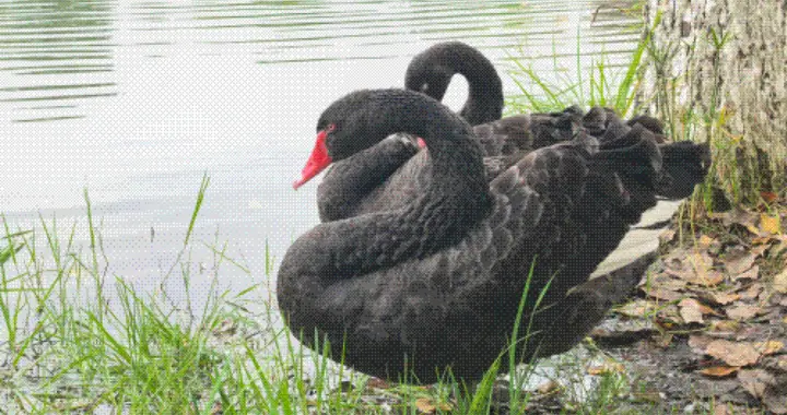 “山城”的黑天鹅安家北湖生态公园了！