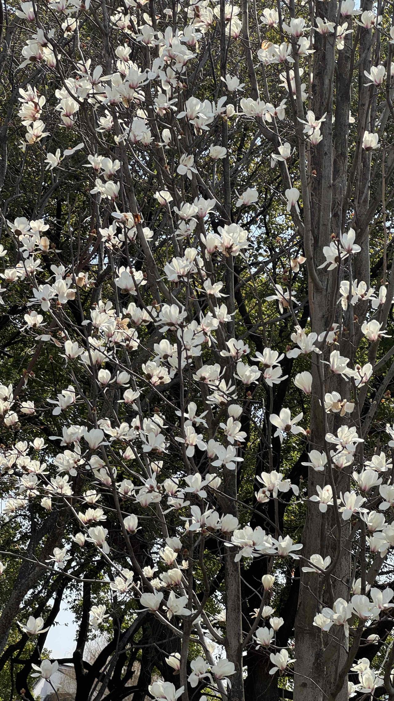 一树玉兰，临风而立
不与繁花争艳，只向春光留白