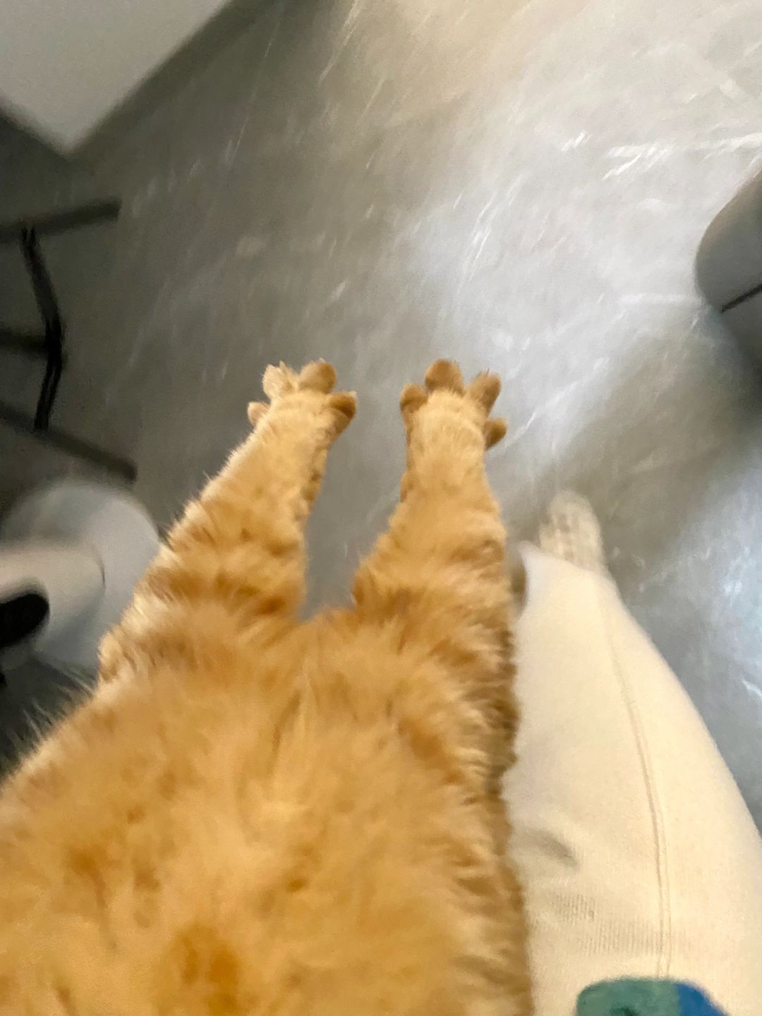 三秒交出你家猫咪的名字