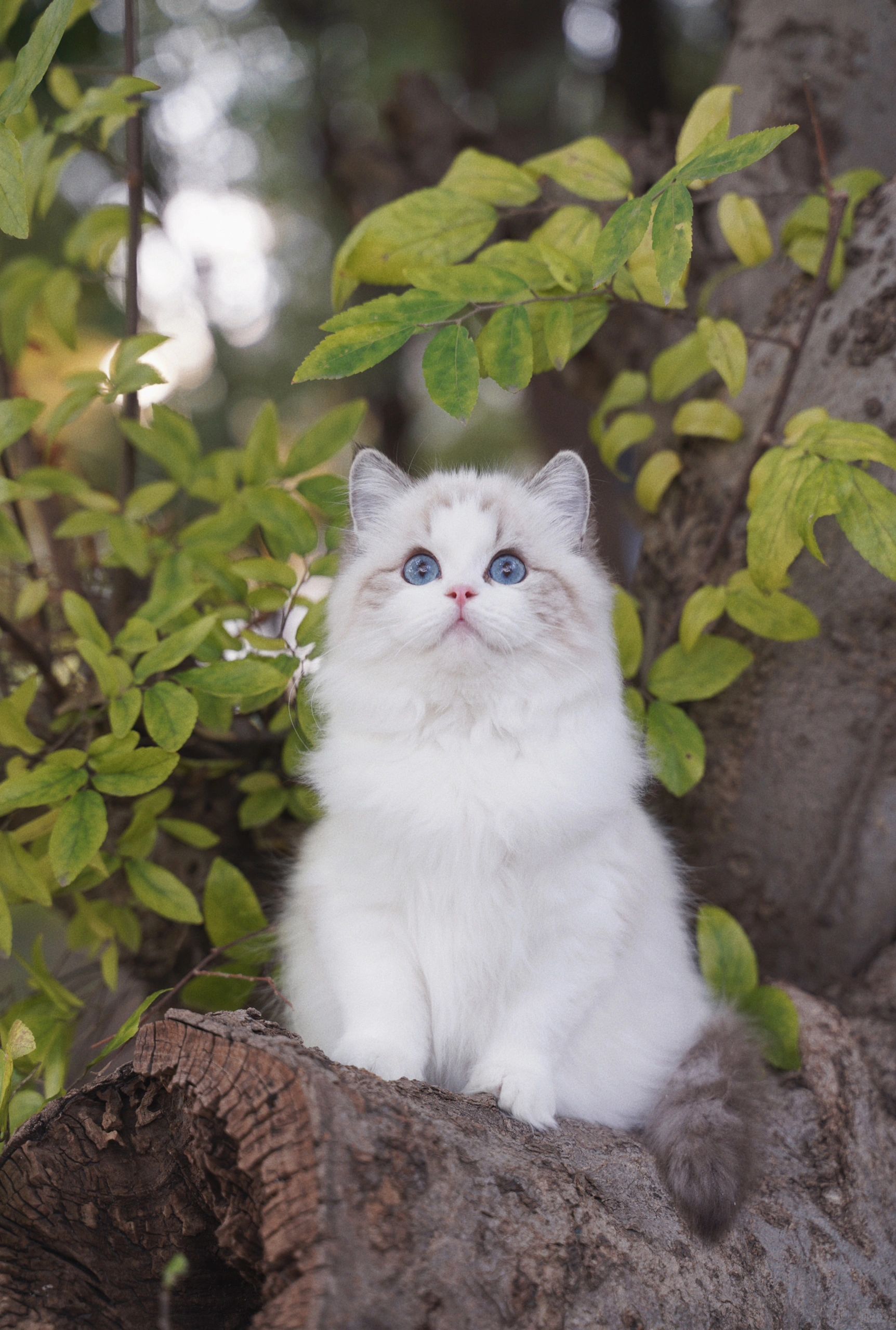 KERE布偶猫｜仙女猫就应该仙气飘飘❤️