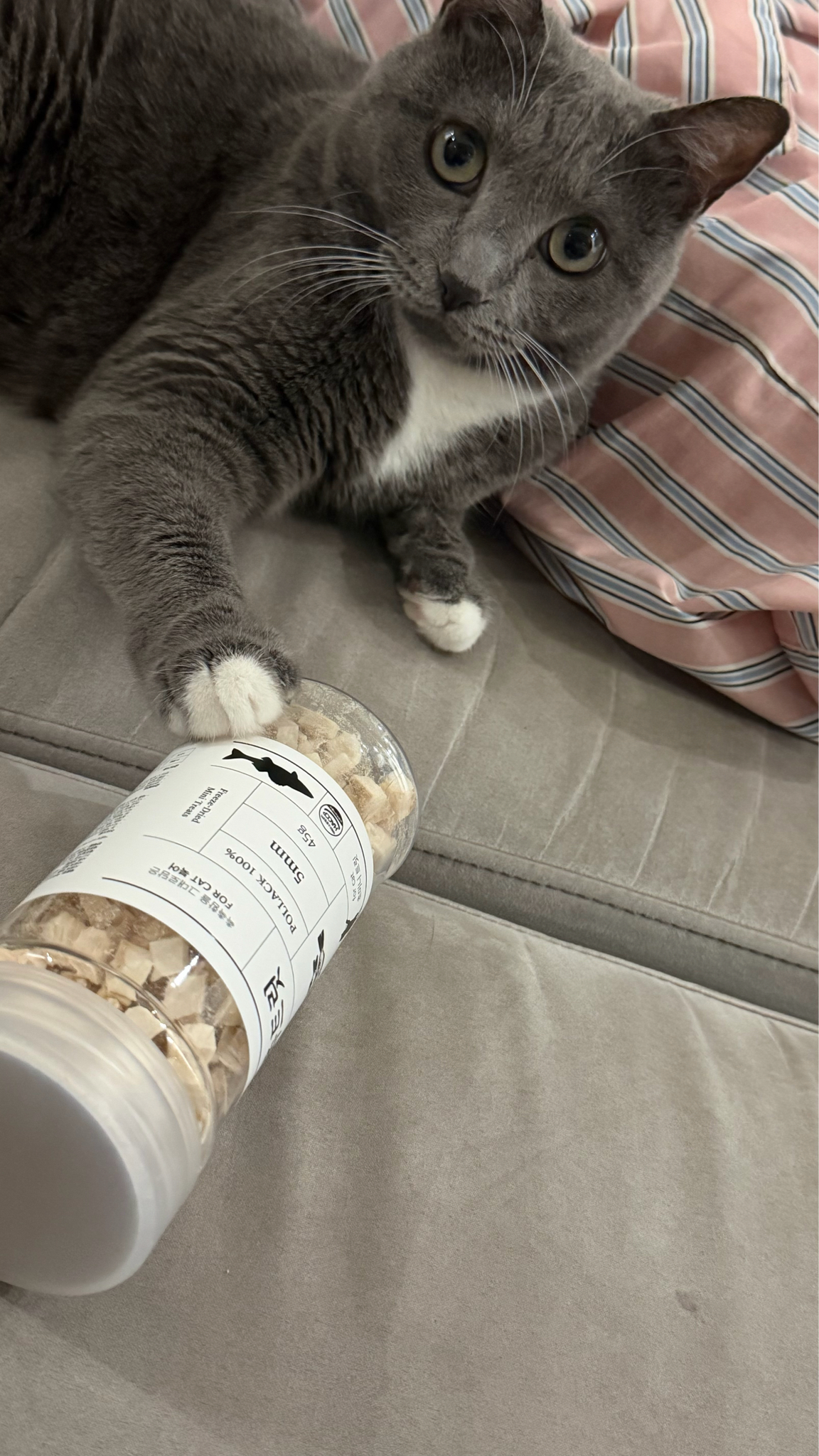 爱猫男三植爸出远门： 