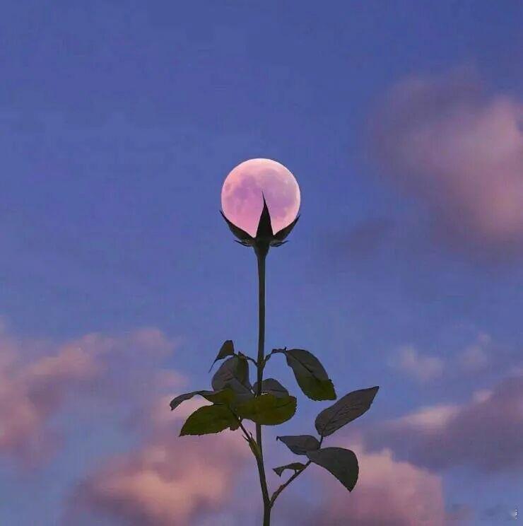 一花一世界 