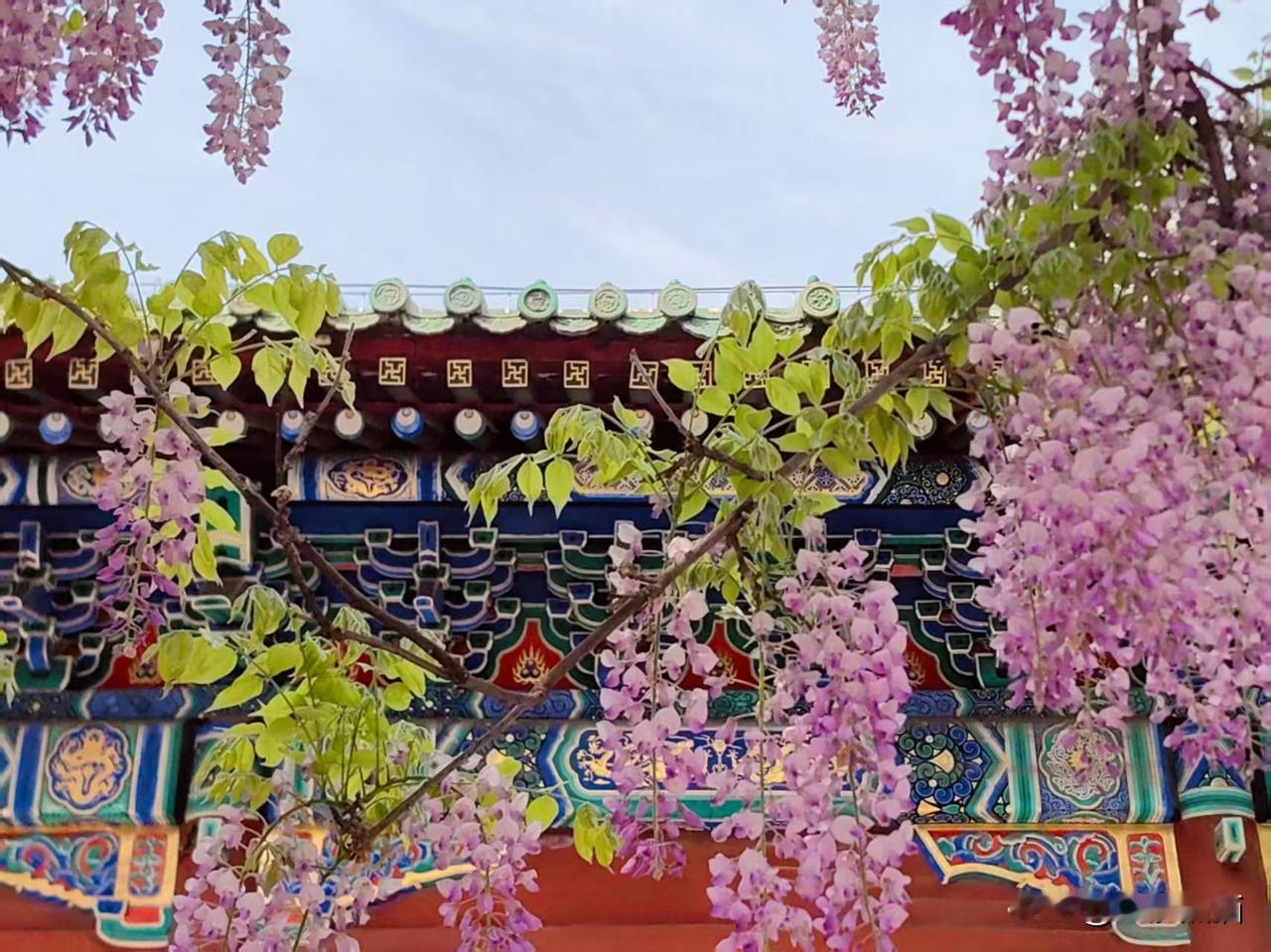 北京春意盎然（五）
——紫藤花
4月22日到孔庙和国子监博物馆拍摄紫藤花。国子监