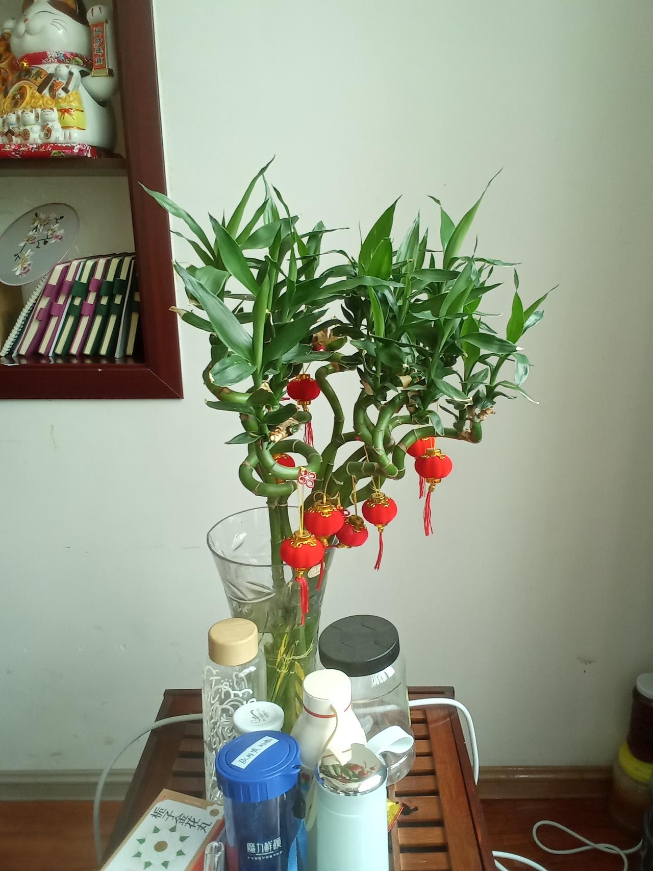 就这盆转运竹，把咱们中国人的精气神全演活了！节节拔高的竹子，配上红灯笼一挂，那股