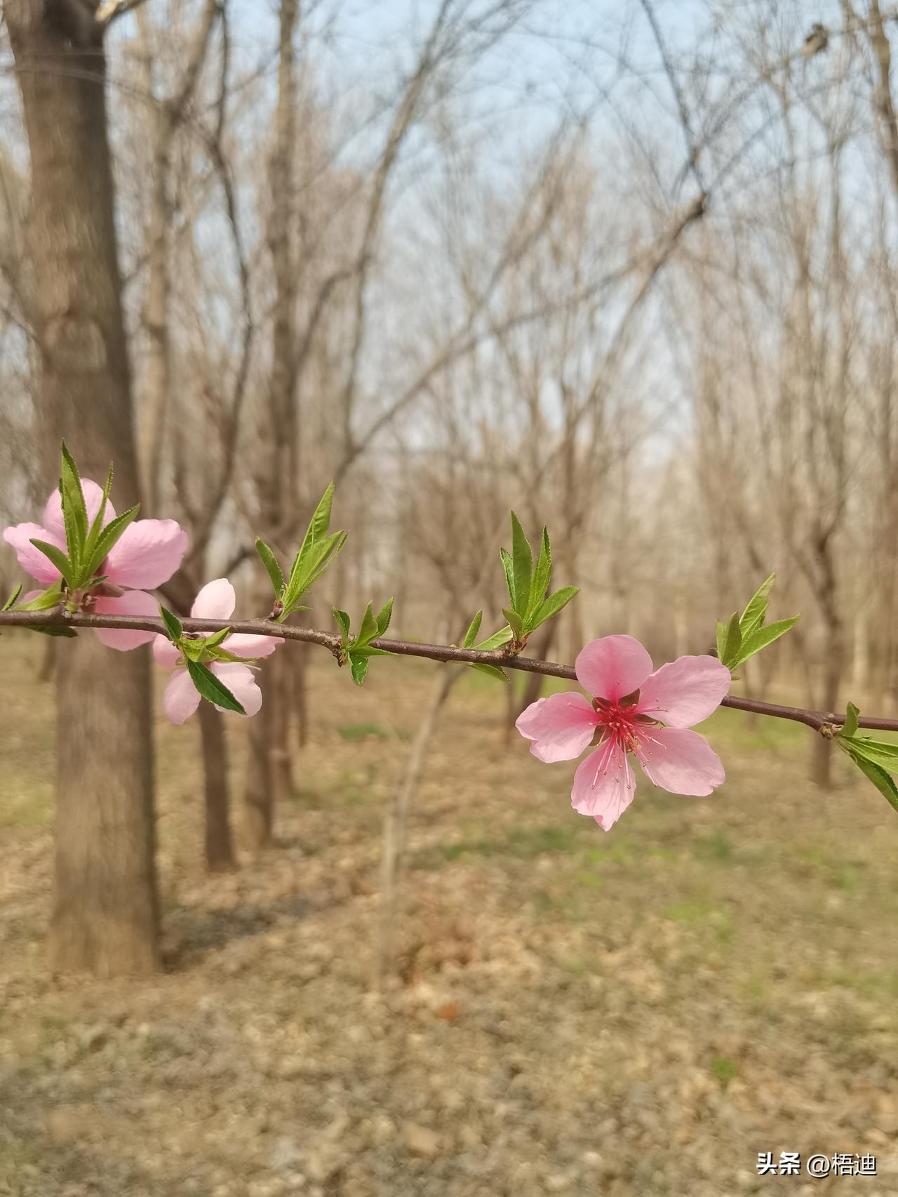 春意盎然，陌上花开

陌上花开，春风缓缓。
不必追赶时光，不必迎合世事，
生活百