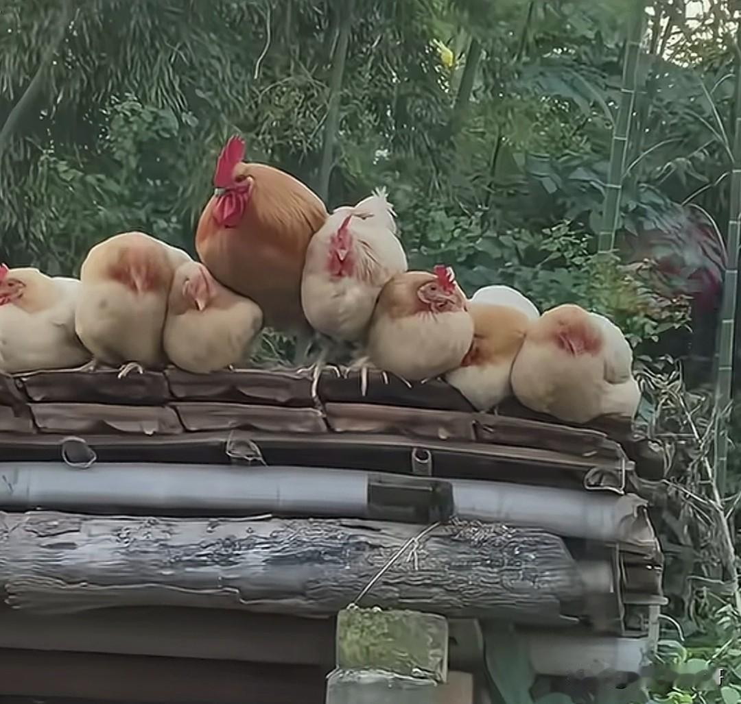 这张图片让你想起了哪部影视剧？