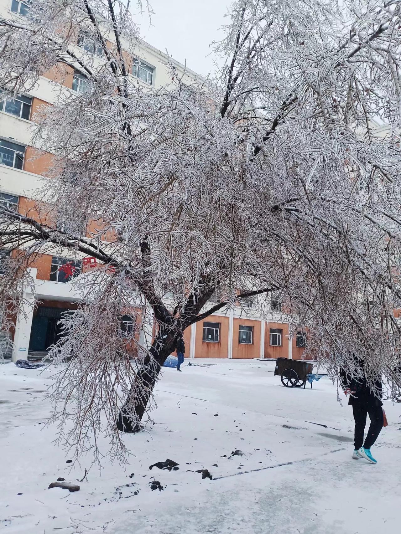 东北的冬天已早早的下过雪了
