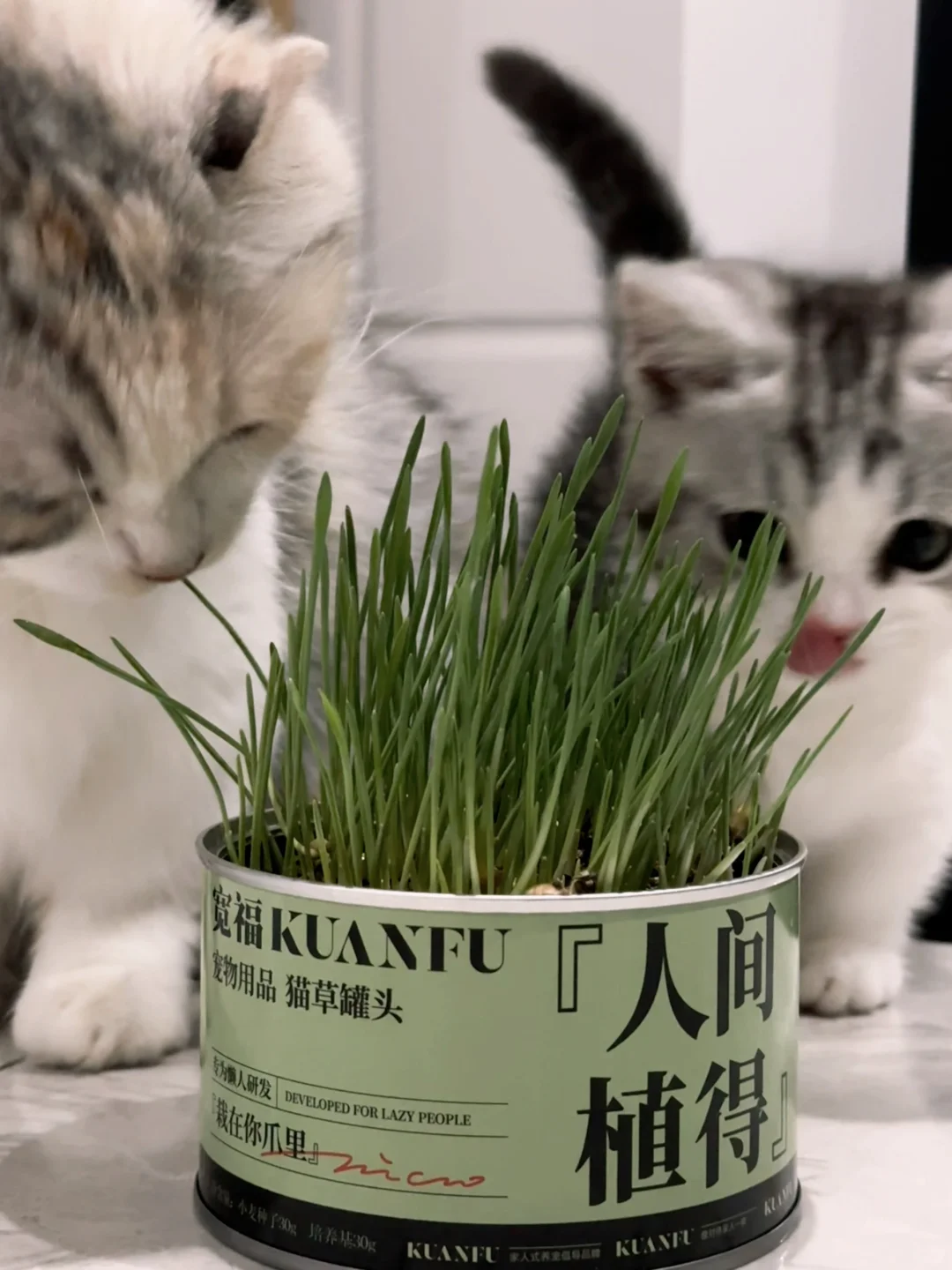 和姐姐一起吃🌱