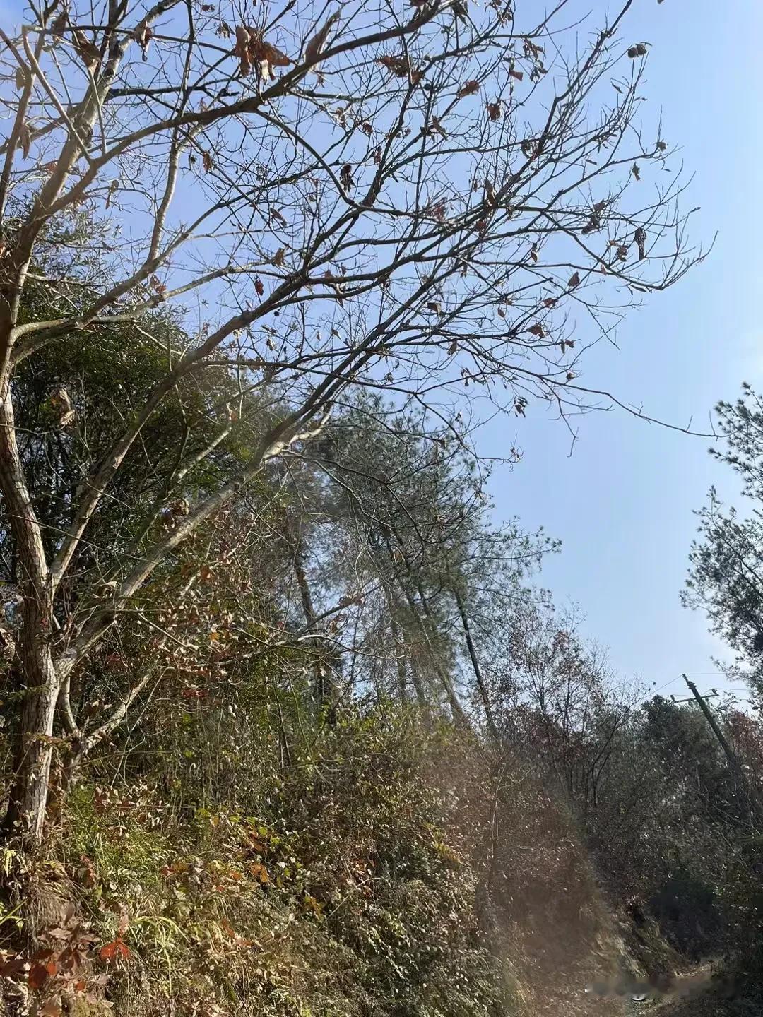 冬日暖阳，漫步山林间，感受自然的宁静与美好。