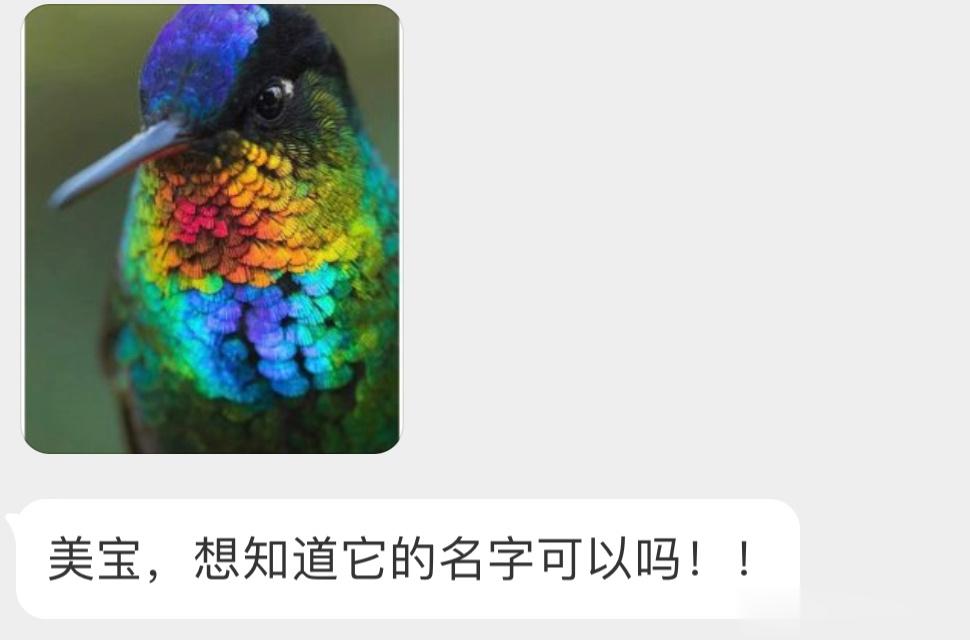 羽毛泛着金属光泽的火喉蜂鸟结构色真的绝了 ​​​