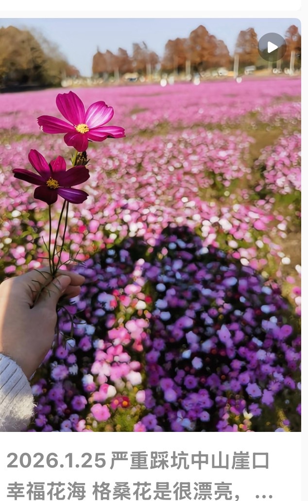 最近来崖口花海的人比较多之前还刷到一个说避雷的，封面图手持两朵断根的格桑花。避雷