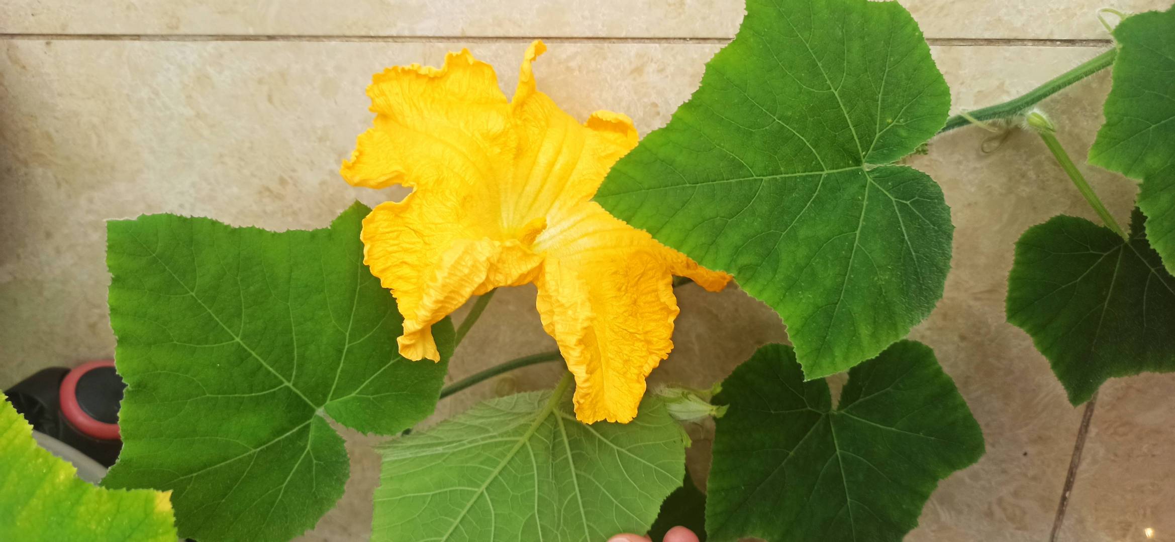 知足知不足，有为有不为。既要知足常乐，也要认清不足并改进。——《心安即是归处》 