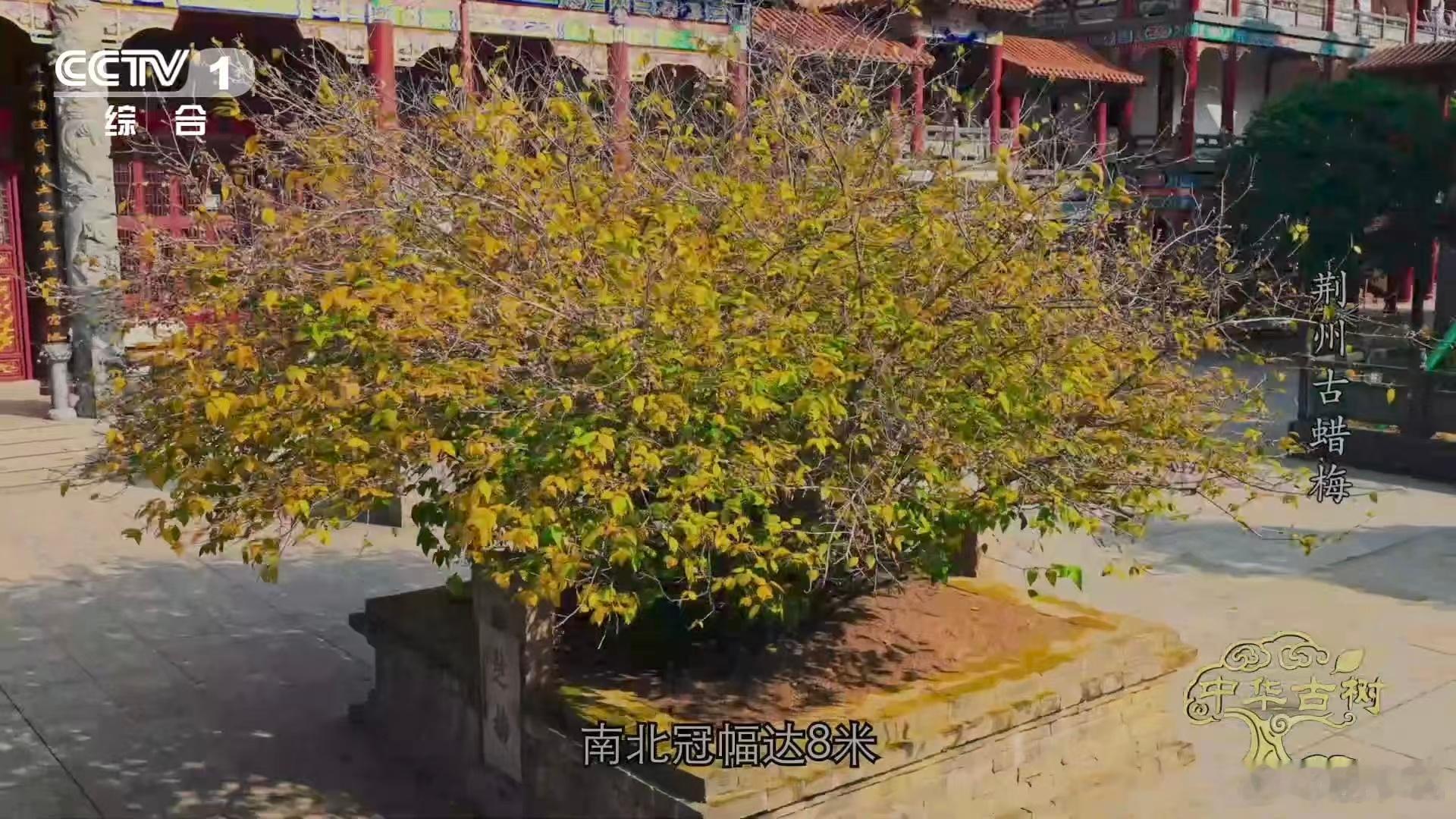 是蜡梅还是腊梅终于分清蜡梅和梅花了 这下彻底搞明白啦📚！蜡梅和梅花只是名字里都