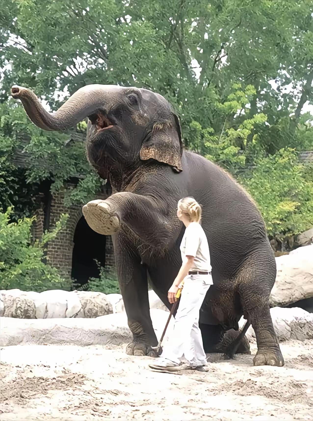 非洲纳米比亚，一头成年公象惨遭3名男子枪杀，在公象倒下后，一名女子上前拉扯公象的