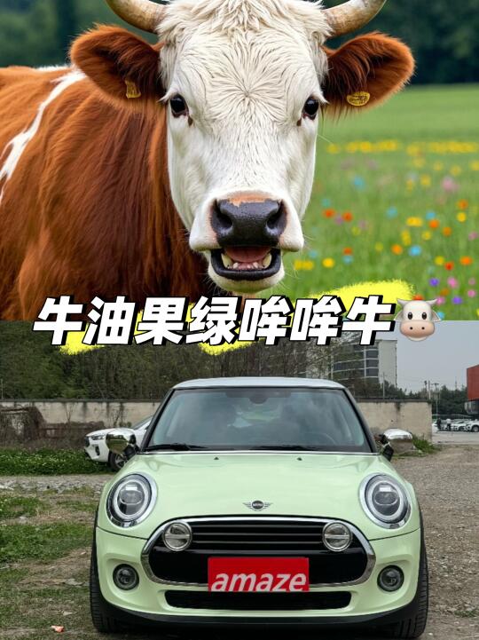 适合春夏的牛🐮油果绿～