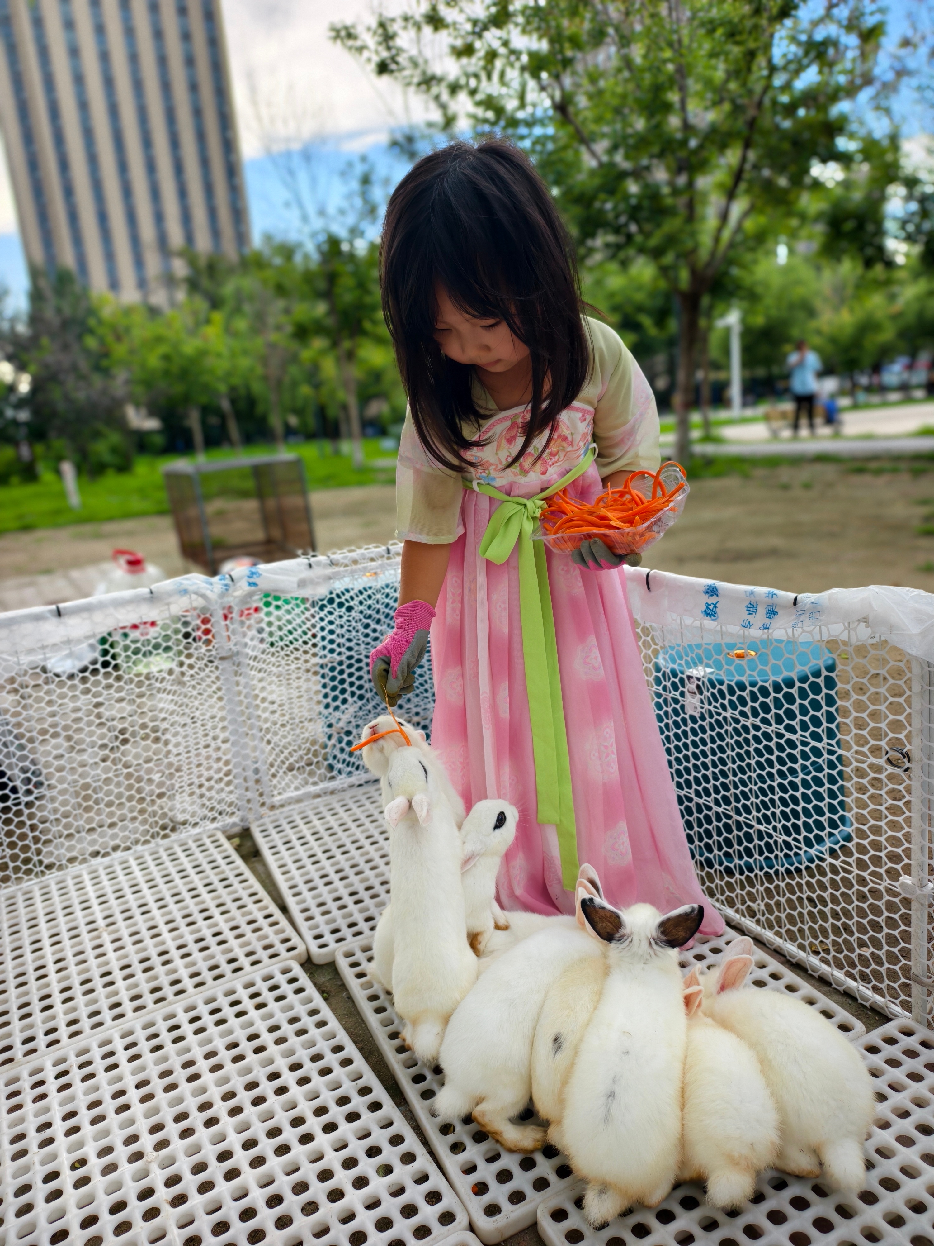 最近喜欢喂兔子🐇 