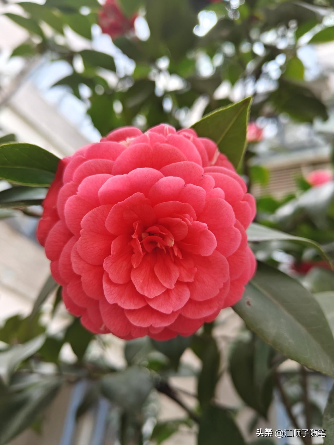 越来越觉得，敷衍别人之前，自己才是最先被糊弄的那个。

你是不是也总把日子过成“