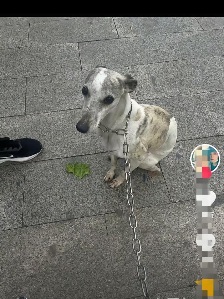 近日，山东一女子把自己养了两年的狗狗送回了老家，可狗狗送到老家后还没两天，家里人