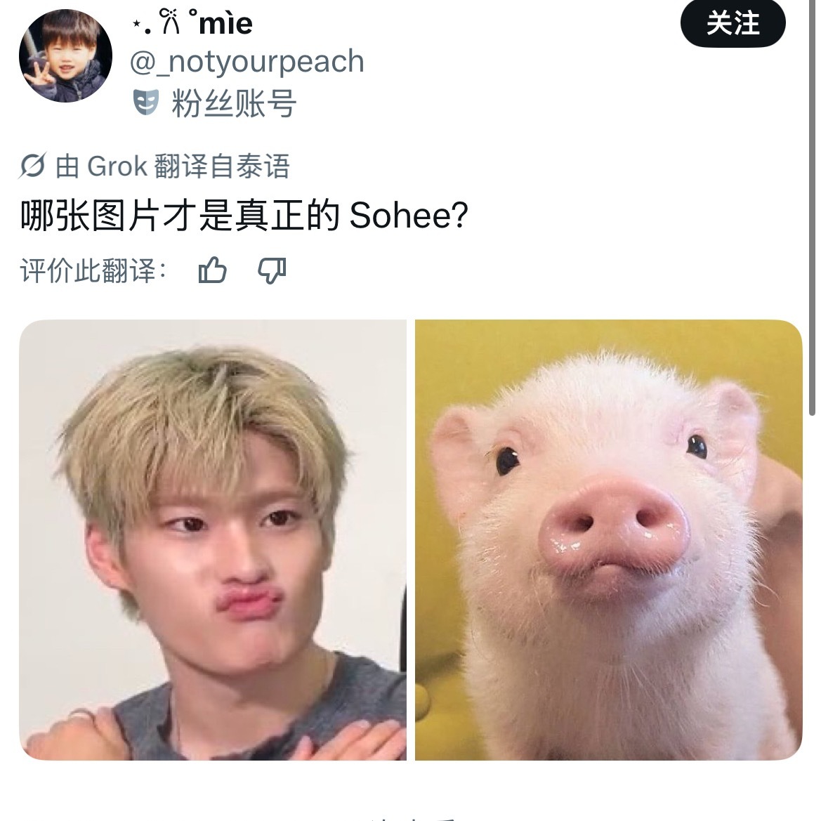 只看到了两只小猪🐽 