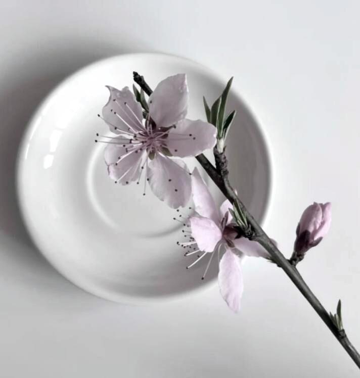 【背景图】分享‹𝟹₊˚⊹♡粉色|白色|文艺|花瓣|唯美|精致|朦胧|电影|审美