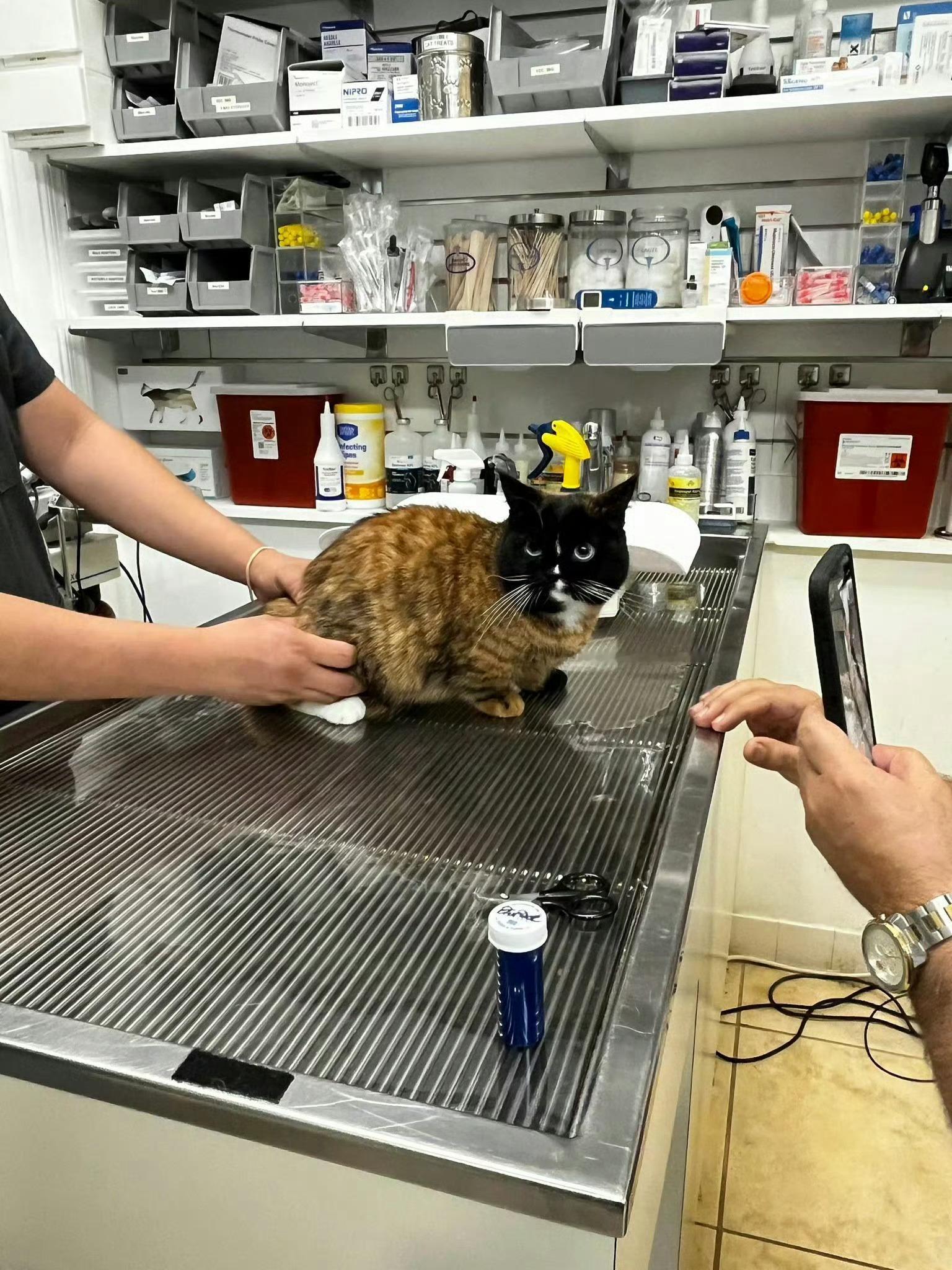 医院来了一只拼接猫！！ ​​​
