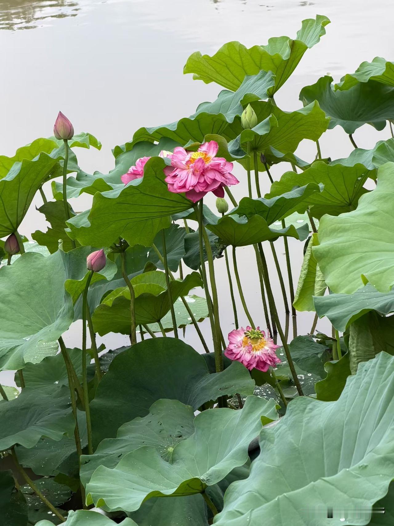 凤翔风物最治愈凤翔羊肉泡馍 凤翔风味 岐山凤翔 凤翔必吃榜 凤翔区旅游 凤翔东湖