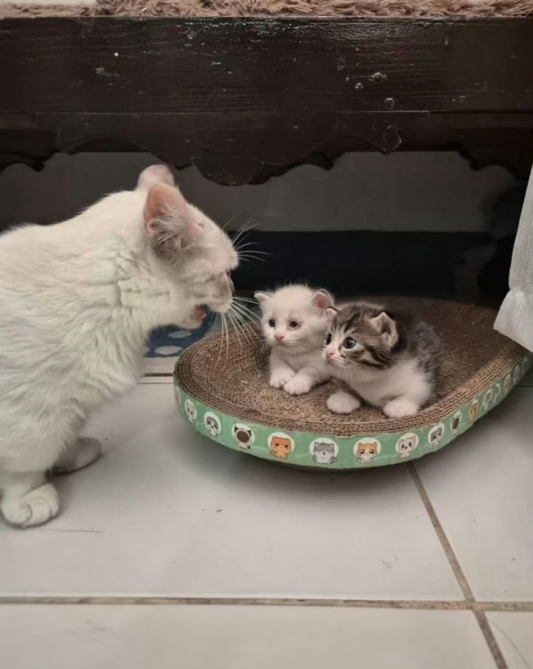 猫咪宝宝被妈妈训了🥹 