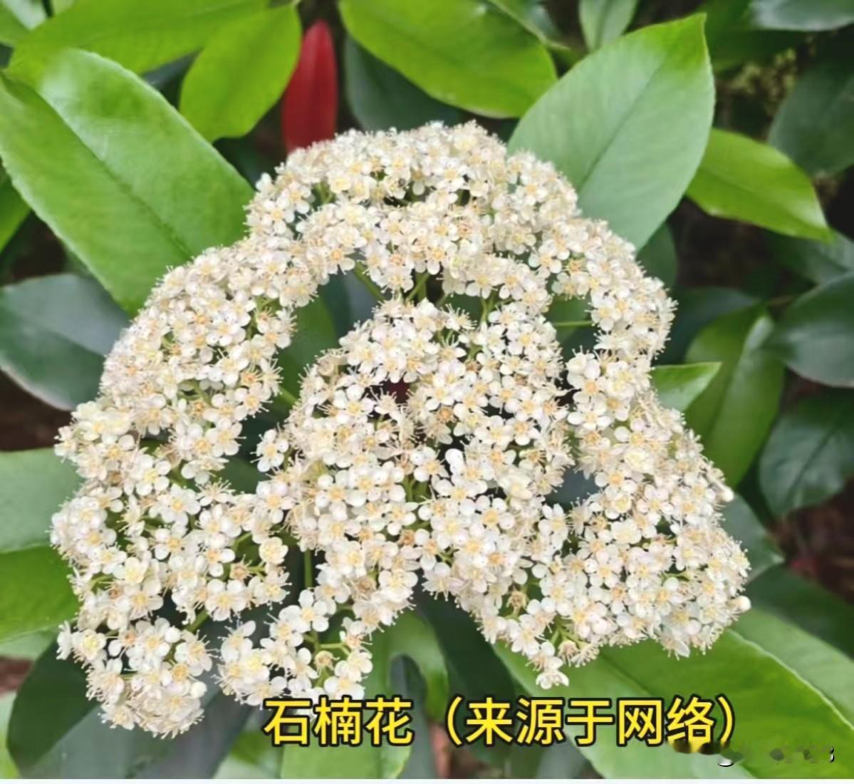 既好看又招人烦的花
1.石楠花(图1):
春季开白色小花，花朵洁白
如雪；春季满